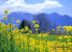 Hoa vàng trên cỏ xanh