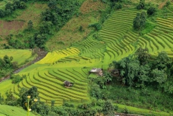 Rắn dời chỗ ở