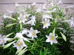 Loa Kèn - Loài hoa trắng trong thuần khiết