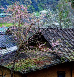 Nhớ hoa đào