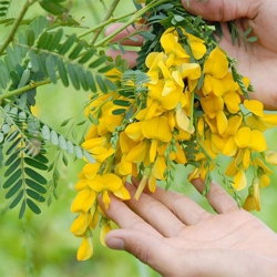 Nhớ mùa thu