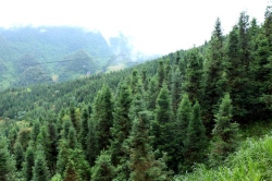 Trên rừng sa mộc