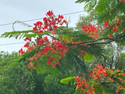 Hè về