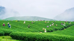 Lửa sao chè già…