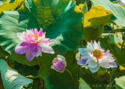 Những mùa sen những mùa sen