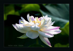 Ngộ