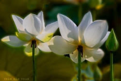 Đóa tâm hương