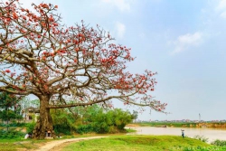 Hoa gạo