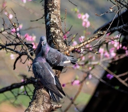 Buổi sáng có nhiều tiếng chim