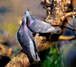 Chùm thơ 4 câu: Đầu năm