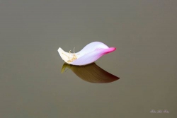 Vẫn ở đây thôi