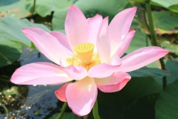 Bóng nắng qua ngày
