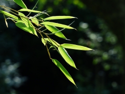 Sự tích cây tre