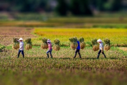 Một lần về quê
