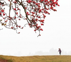 Trầu thơm theo gió