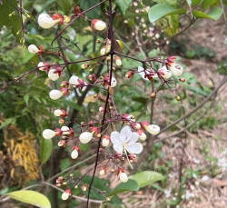 Hát với mùa xuân