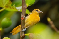 Hũ bạc của người cha