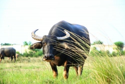 Lời khuyên của bác sĩ