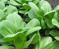 Cải thìa đã hiểu ra