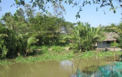 Chạnh lòng lại nhớ...