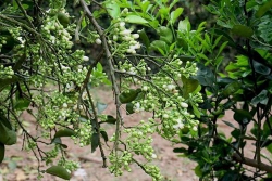 Vườn trưa