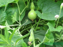 Cây bầu