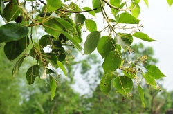 Dã hương
