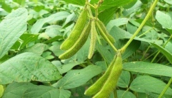 Chuyện chị đỗ tương