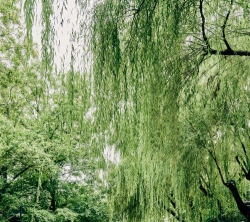 Nụ cười màu xanh