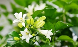 Nguyệt quế nở trong mưa