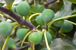 Sung cảnh