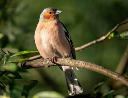 Nhịp đời lổn nhổn