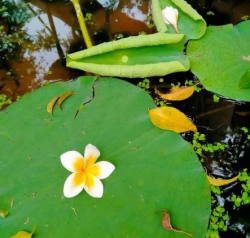 Ngọn gió vườn nhà - Trương Minh Hiếu - Thúy Trần