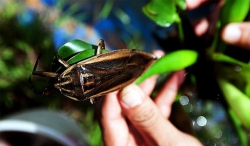 Sự tích con cà cuống