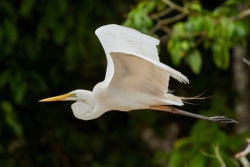 Thương cò đồng xa