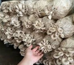 Cô trồng nấm