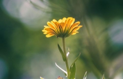 Người mùa đông đi ngang qua mùa thu