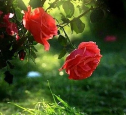 Bạn có thể chạm tay vào những đóa hoa hồng nở đỏ