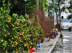 Đào Quất ngóng người