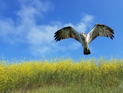 Nơi trời cao xanh thẳm