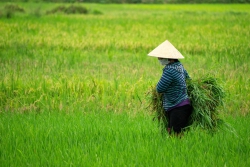 Đồng xưa sương muối