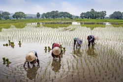 Đôi bàn tay mẹ