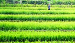 Quê không cần gõ cửa bình yên