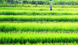Tình đất và người nhạc sĩ