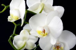 Chuyến đi hạnh phúc