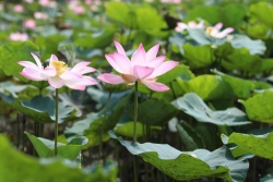 Cúng dường