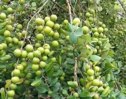 Thuận Vi mùa quả chín