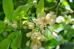 Hương bưởi