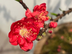 Giao thừa