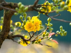 Một thoáng mai vàng giữa phố phường Hà Nội